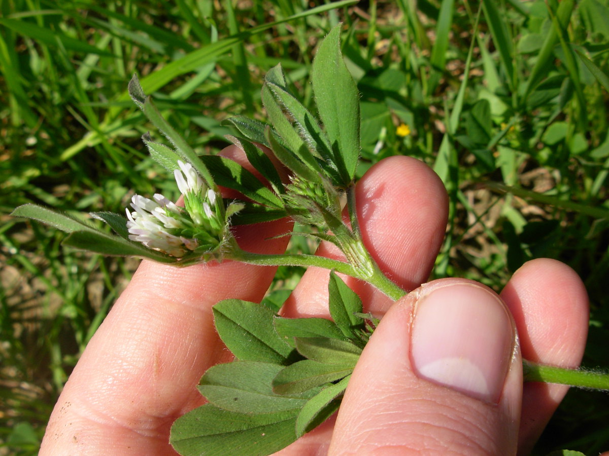 Trifolium squamosum L.